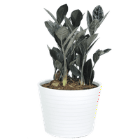 Costa Farms Live Indoor 12in. Tall Black Trending Tropicals Raven ZZ, Indirect Sunlight, Plant in 6in. Ceramic Planter