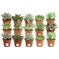 Costa Farms Live Indoor 2in. Assorted Succulents in 2in. Pot, 15-Pack